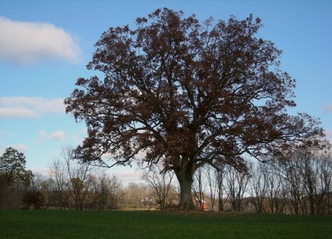 Shawshank Tree